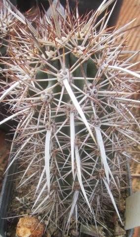 Machaerocereus  <br>eruca