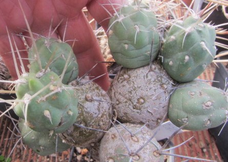 Tephrocactus bolivianus