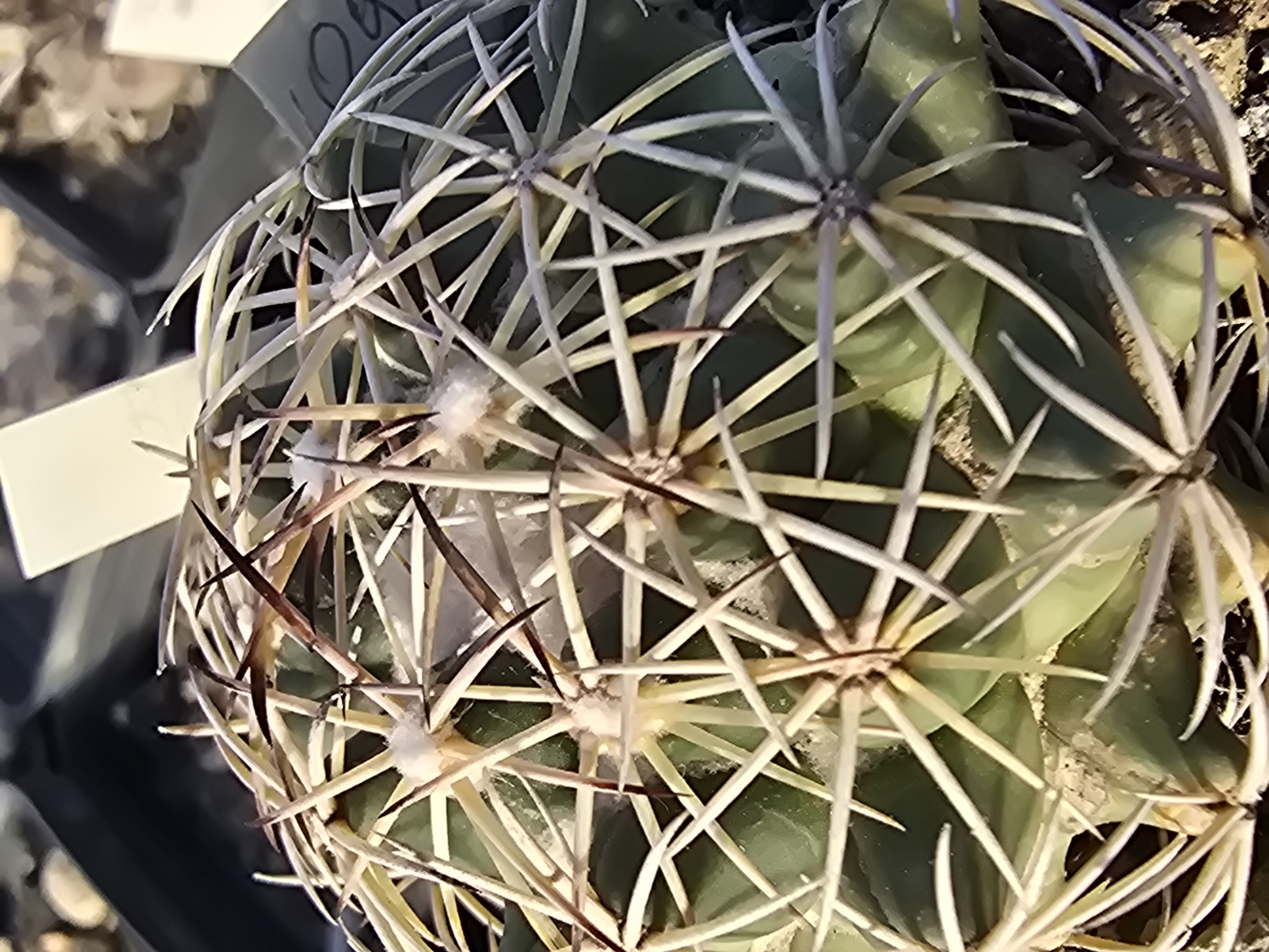 Coryphantha reduncispina