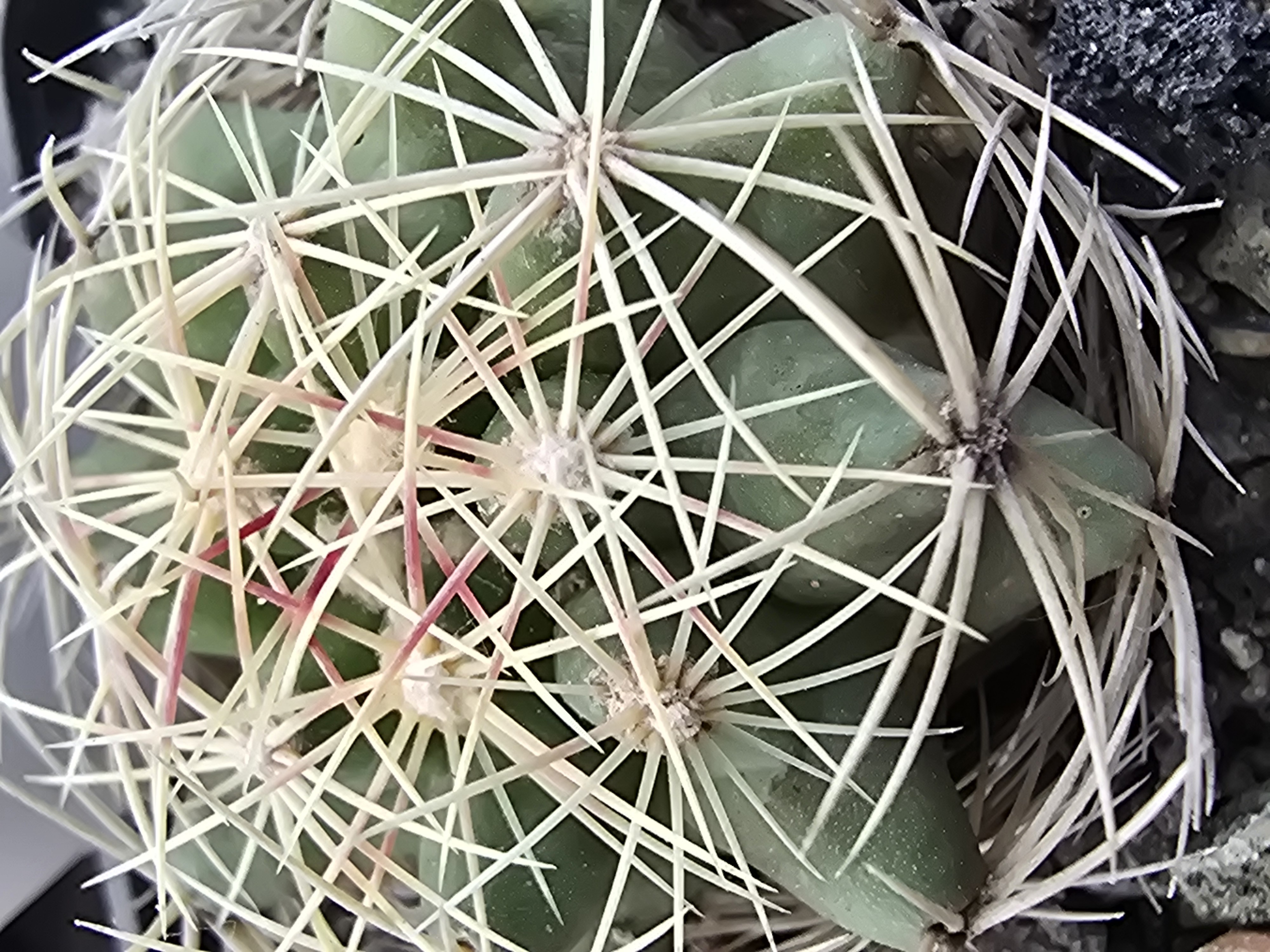 Thelocactus <br>bicolor