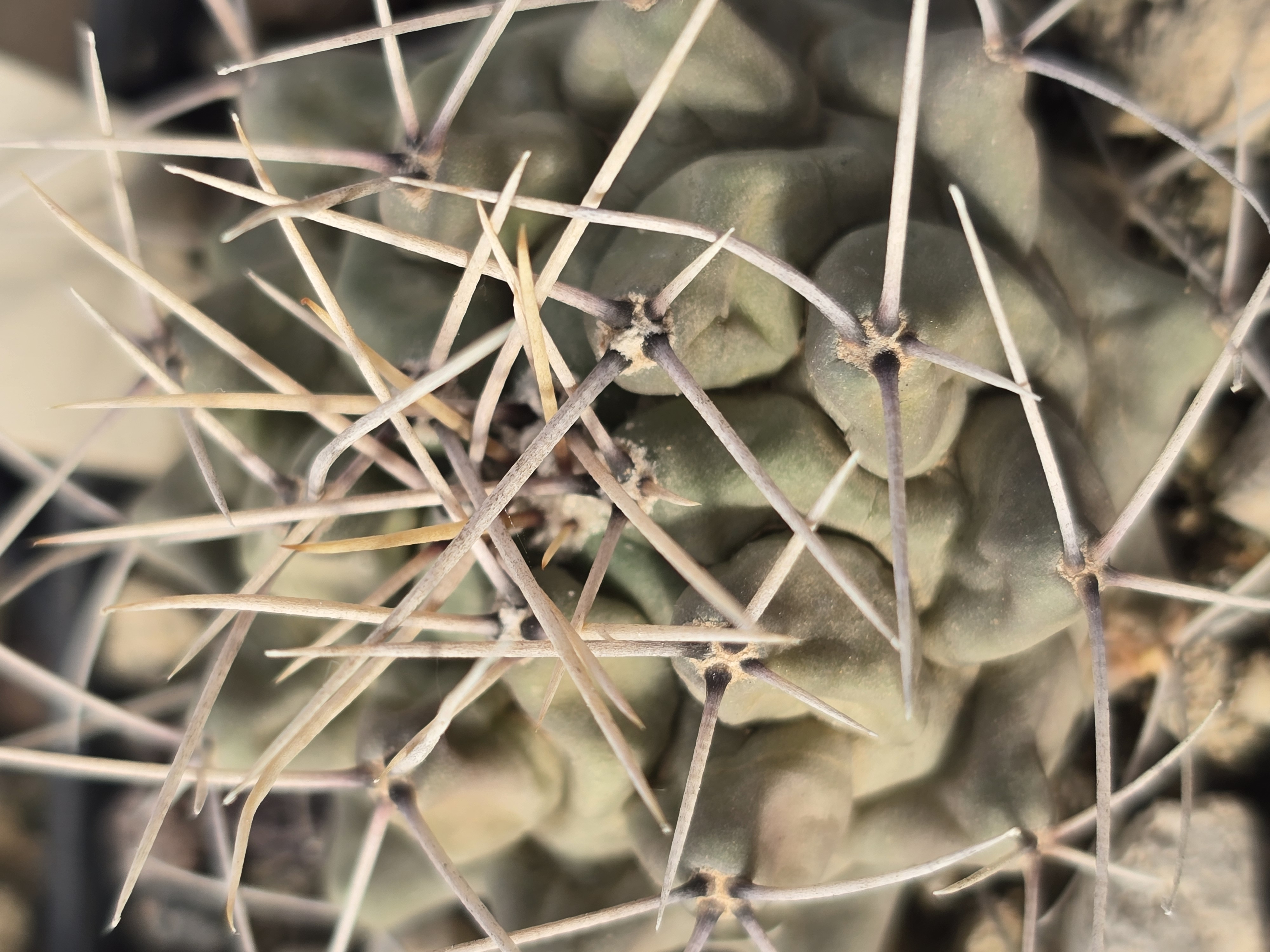 Thelocactus rinconensis polycephalus 