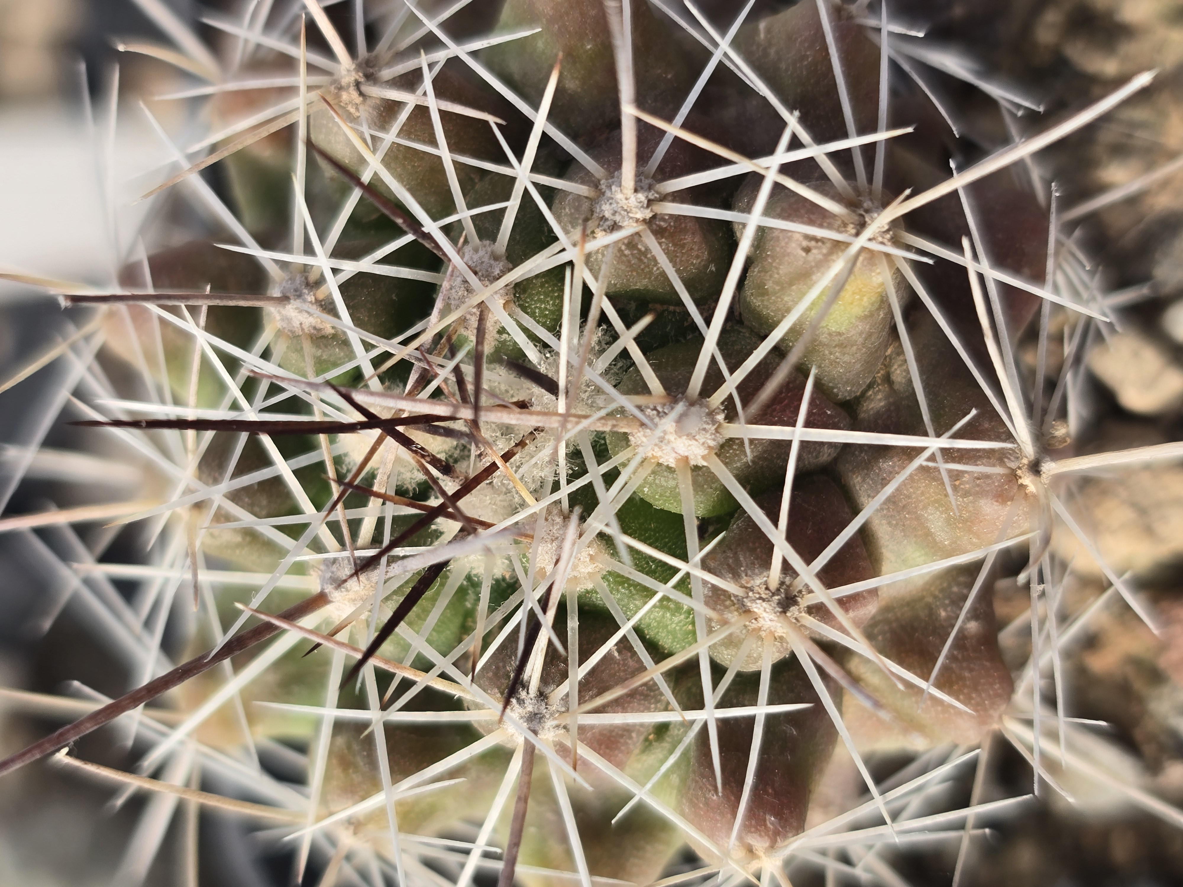 Thelocactus conothelos garciae