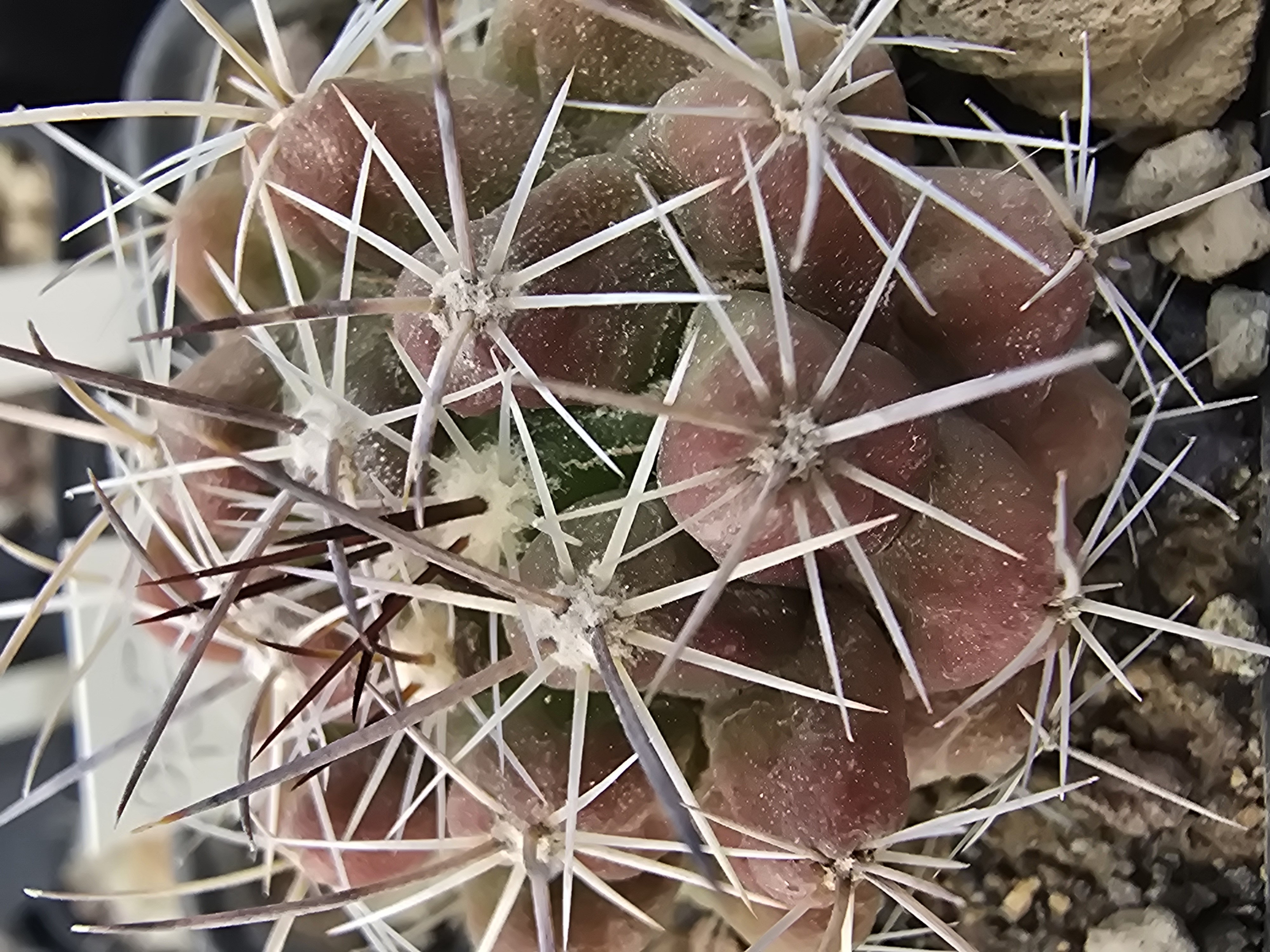 Thelocactus conothelos garciae