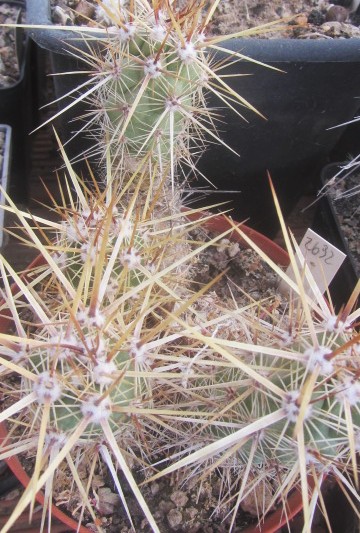 Echinocereus brandegei