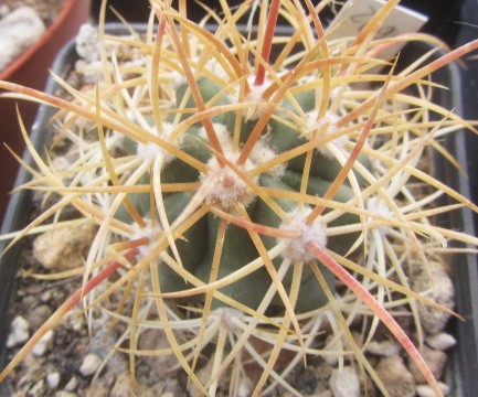 Ferocactus johnstonianus