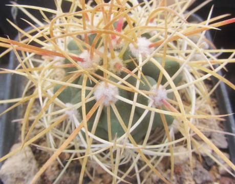 Ferocactus johnstonianus