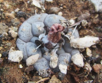 Turbinicarpus <br>jauernigii