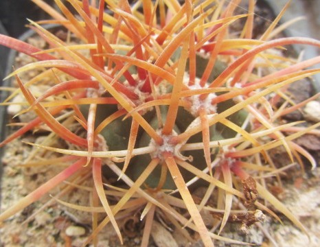 Ferocactus chrysacanthus