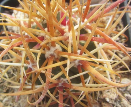 Ferocactus chrysacanthus