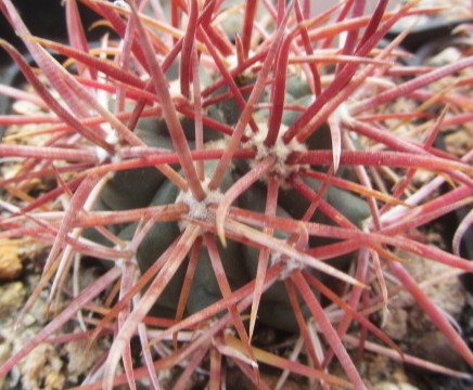 Ferocactus chrysacanthus