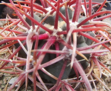 Ferocactus chrysacanthus