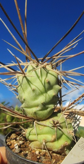 Tephrocactus <br>aoracanthus special clone 