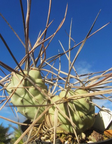 Tephrocactus aoracanthus special clone 