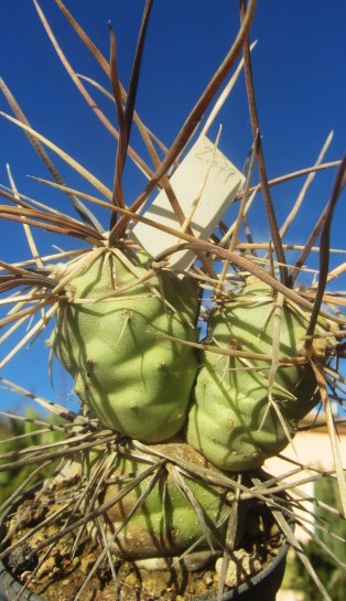 Tephrocactus aoracanthus special clone 