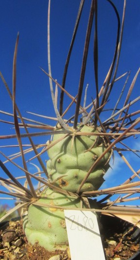 Tephrocactus aoracanthus special clone 