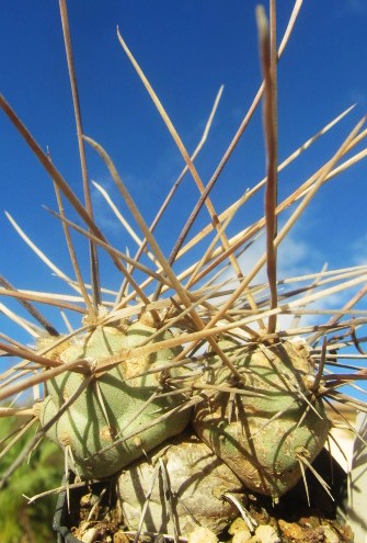 Tephrocactus aoracanthus special clone 