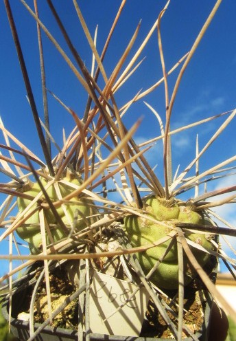 Trichocereus aoracanthus special clone 