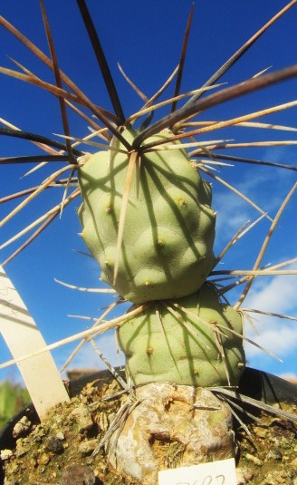 Tephrocactus aoracanthus special clone 