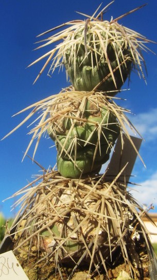 Tephrocactus alexanderi bruchii