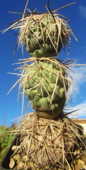 Tephrocactus alexanderi bruchii