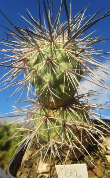 Tephrocactus alexanderi alexanderi