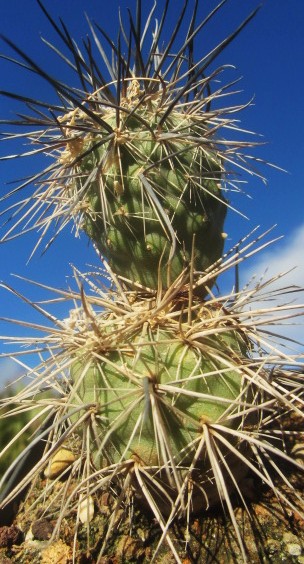 Tephrocactus alexanderi alexanderi