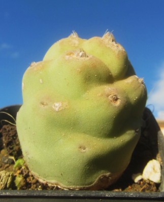 Tephrocactus papyracanthus inermis