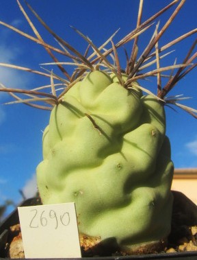 Tephrocactus aoracanthus f.gigante giant