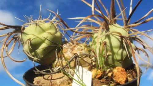 Tephrocactus <br>aoracanthus special clone 