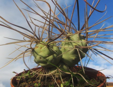 Tephrocactus aoracanthus special clone 