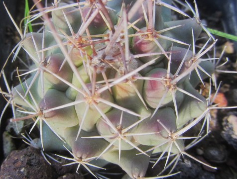 Thelocactus <br>rinconensis 