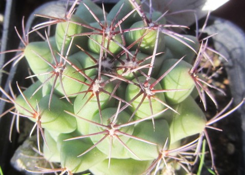 Thelocactus rinconensis