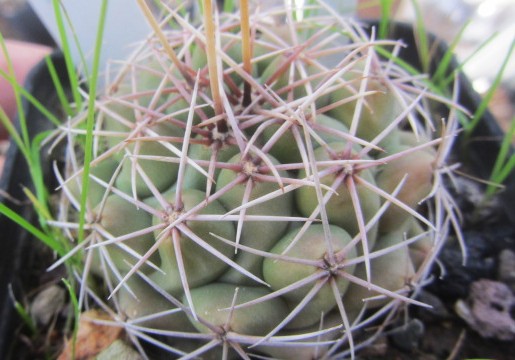 Thelocactus rinconensis