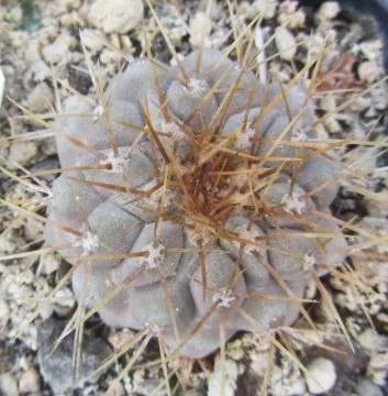 Copiapoa <br>gigantea