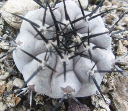 Copiapoa <br>cinerea