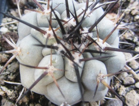 Copiapoa <br>cinerea