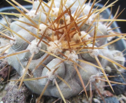 Copiapoa gigantea