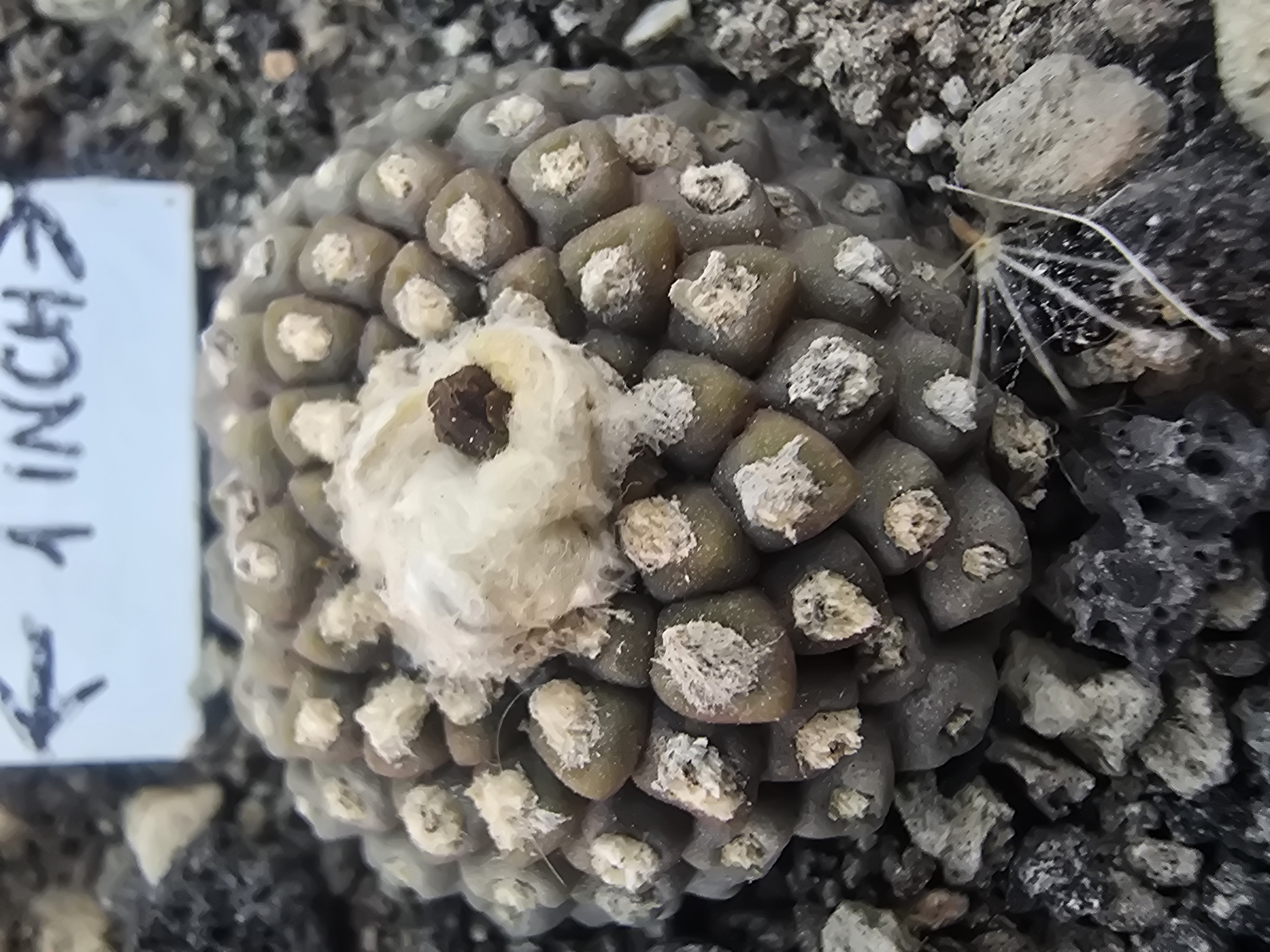 Copiapoa tenuissima mostrosa clone d