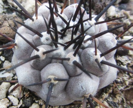 Copiapoa <br>cinerea