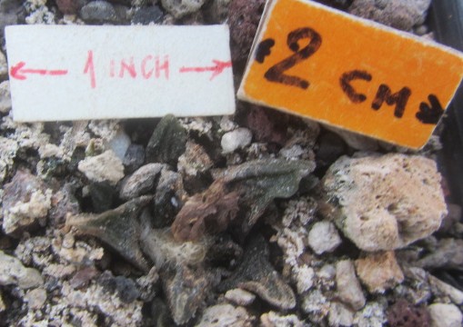 Ariocarpus <br>scaphirostris