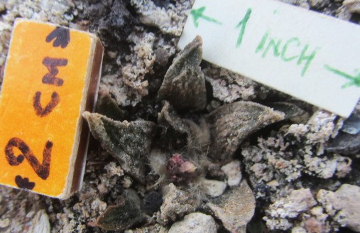 Ariocarpus <br>scaphirostris