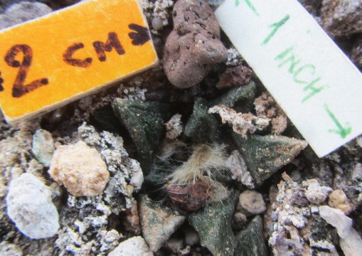 Ariocarpus <br>scaphirostris