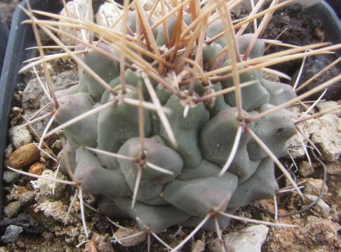 Thelocactus <br>rinconensis freudenbergeri