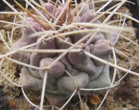 Thelocactus rinconensis freudenbergeri