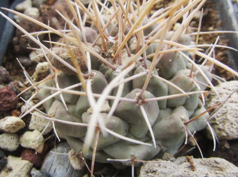 Thelocactus rinconensis freudenbergeri