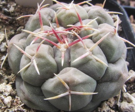 Thelocactus hexaedrophorus