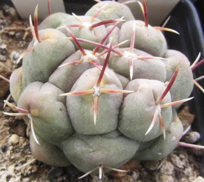 Thelocactus hexaedrophorus