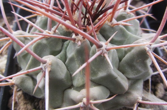 Thelocactus rinconensis