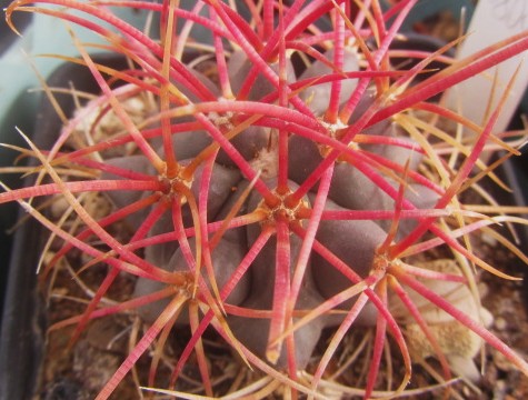 Ferocactus <br>cylindraceus 