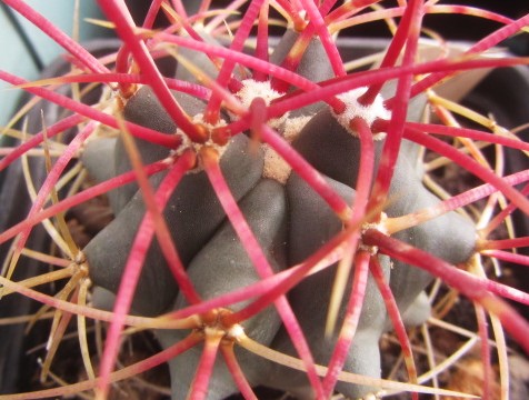 Ferocactus <br>cylindraceus